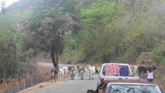 Vorsicht Wildwechsel 