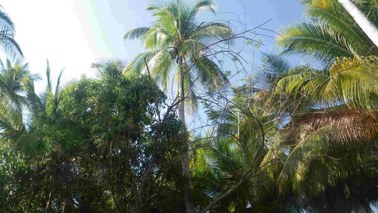 Palmen und Mangobäume auf dem Campingplatz