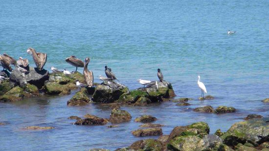 Die Pelikane in der Mittagspause