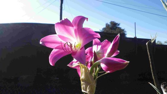 Hier blühen so schöne Amarilis