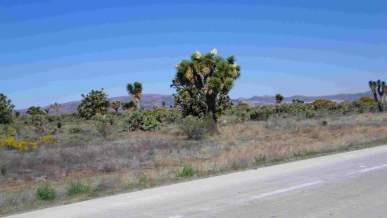 Die blühenden Yucca