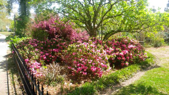 Hier wachsen Azaleen nicht nur im Blumentopf