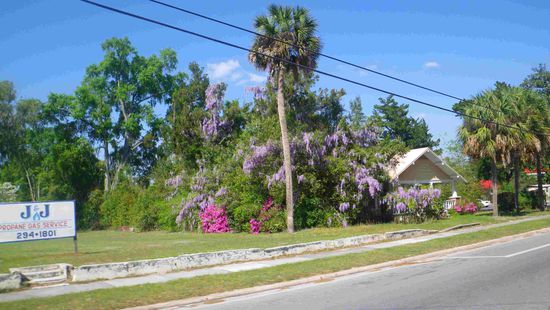 Alles blüht - es ist Frühling