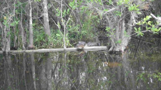 Ein Krokodil hängt am Holz