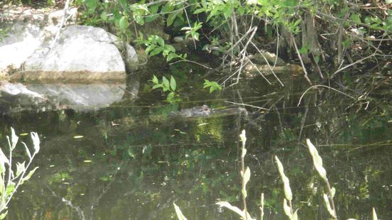 Und eines tümpelt im Wasser