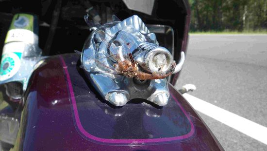 Die Wildsau hat sich zur Jause eine Libelle gefangen 