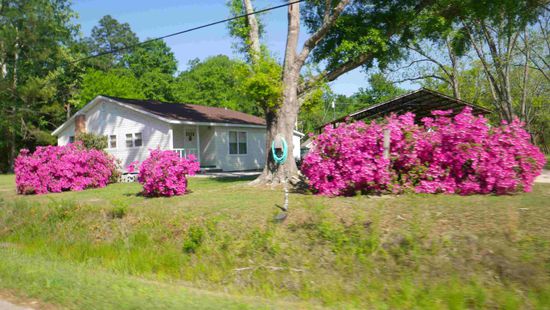 Das sind alles Azaleen