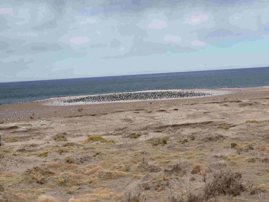 Eine Kolonie von Kormoranen im NP Monte Leon