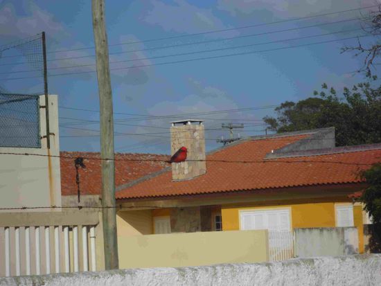 Der suesse Kerl mit seinem roten Bauch war von den "Damen" sehr umschwaermt!!