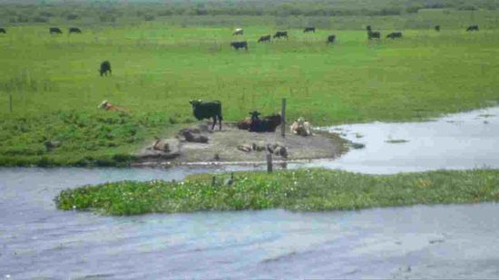 Wasserschweine und Kuehe in Eintracht im Naturpark