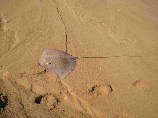 Toter Rochen - riecht sehr intensiv 