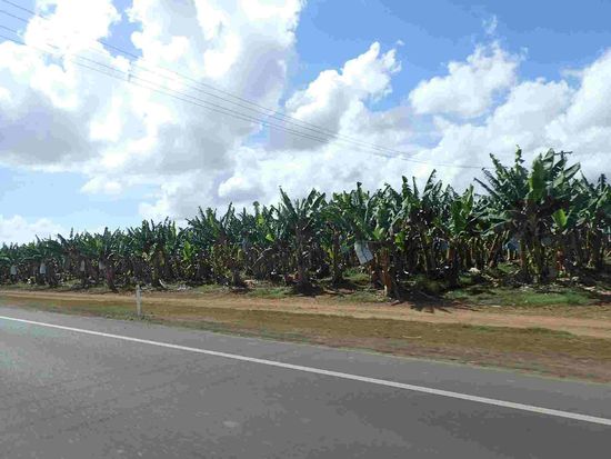Bananenplantagen - die Kunststoffsäcke über den Früchten sollen vor Schädlingen schützen