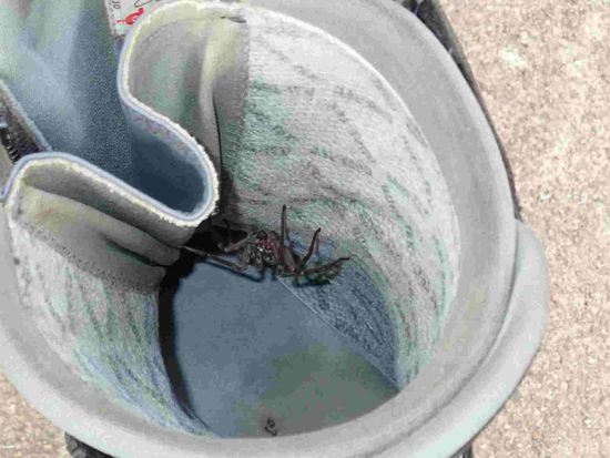 Die Spinne in meinem Schuh 