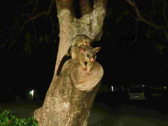 Opossum  Mama mit Baby am Rücken