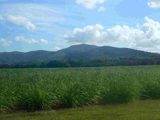 Halbhohes Zuckerrohr