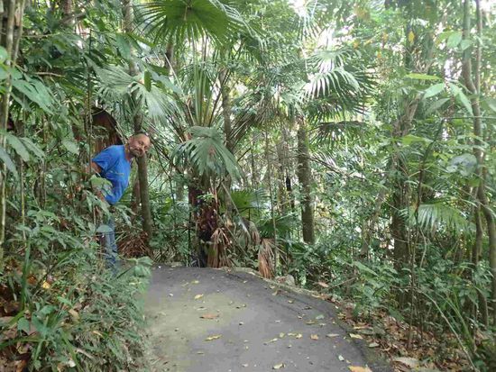 Spaziergang im Regenwald