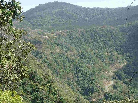 Blick aus dem Regenwald