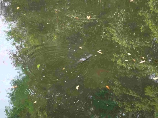 Ein Platybus - Schnabeltier