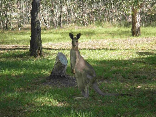 Im Garten von Julie und Mat ist Besuch 