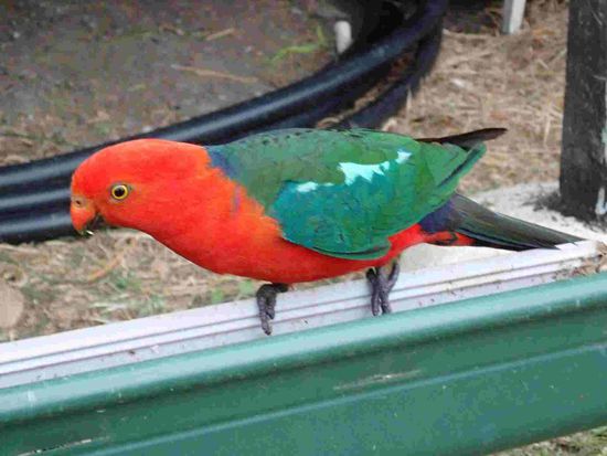 Ist der nicht wunderschön