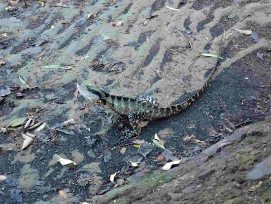 Die kleinen Lizards laufen hier überall herum