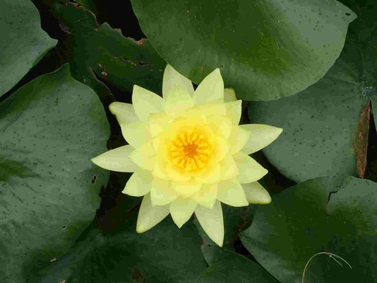 Die Seerosen blühen