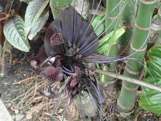 Das ist eine echte Blüte - keine Ahnung was es ist aber sie ist traumhaft schön
