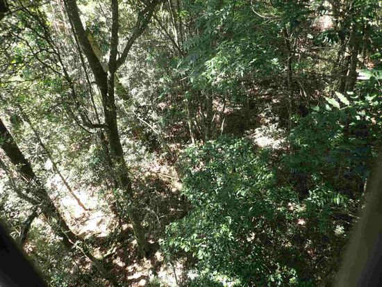 Blick aus den Baumkronen zum Boden