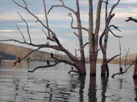 Die Kormorane trocknen ihre Federn