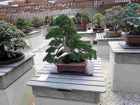 In der Bonsaiausstellung