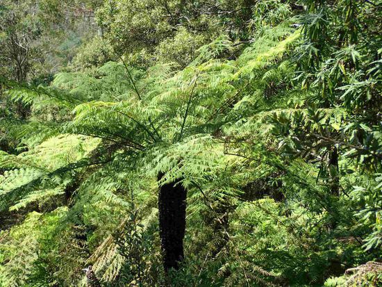 Diese Farnbäume faszinieren Arno sehr