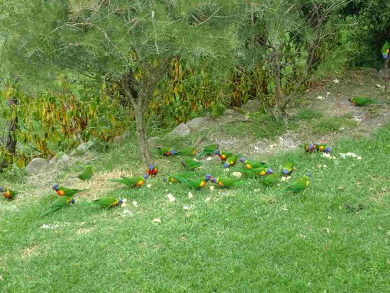 Meine bunten Freunde