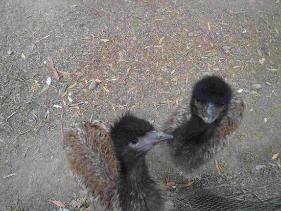 Zwei hungrige Emu Babys