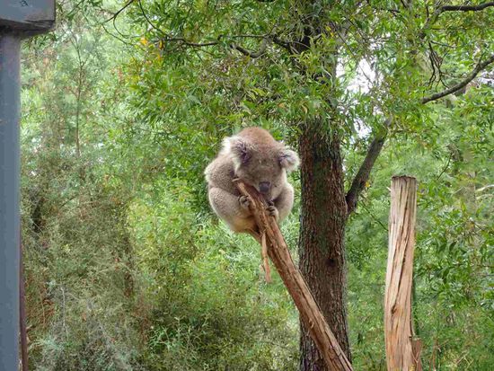Das ist die Schlafstellung der Koalas