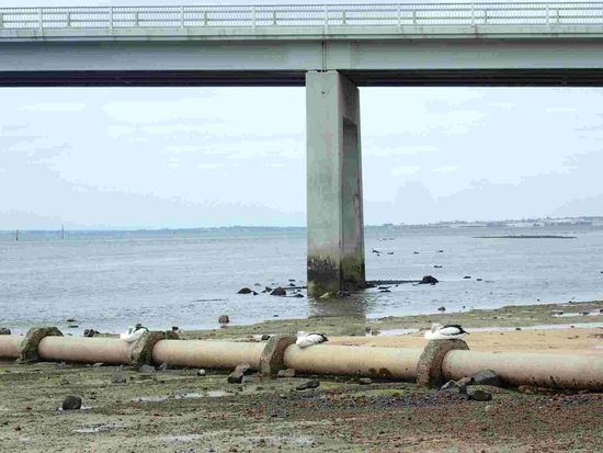 Pelikane beim Mittagsschlaf 