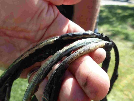 Unserer verschmorten Kabel 