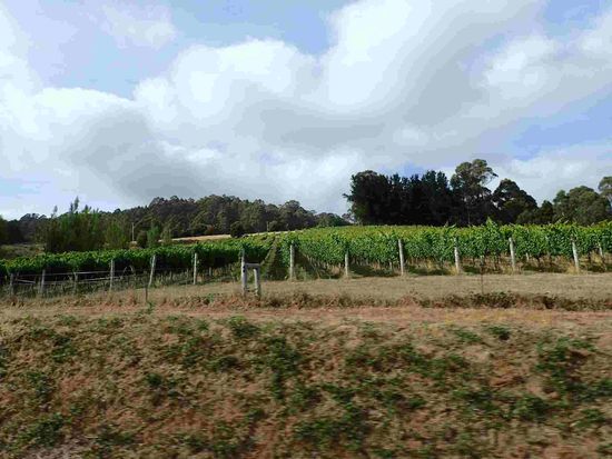 Hier auf Tasmanien gibt es Weinbau