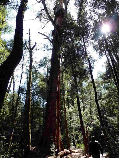 Spaziergang im Franclin Wald