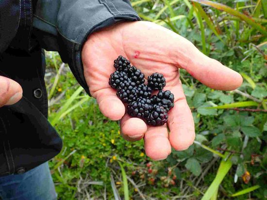Hier gibt es massenweise reife Brombeeren 