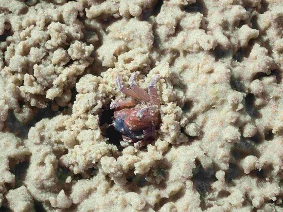 Eine kleine Krabbe sucht ihren Weg aus dem Sand 
