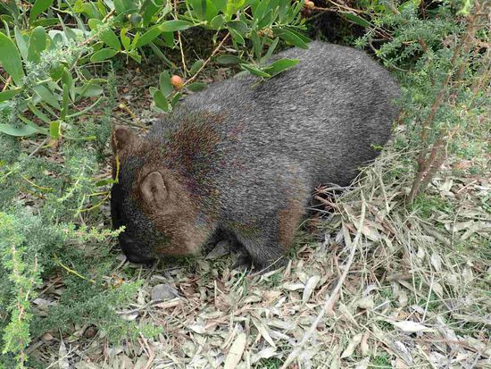 Mama Wombat lässt sich nicht stören von uns