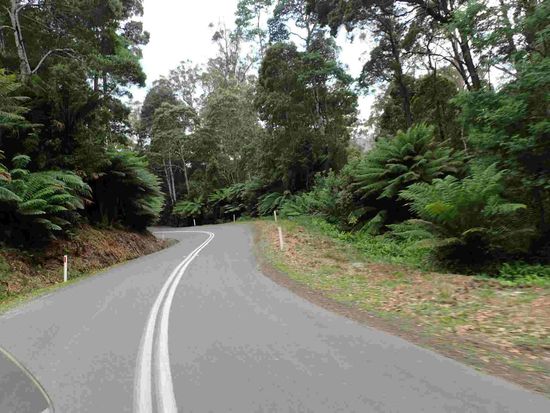 Fahrt durch den Myrtle Forest