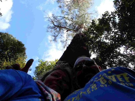 So hoch sind die Bäume...