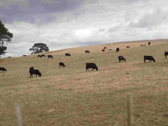 Die Kühe müssen leider auf trockenen Wiesen grasen