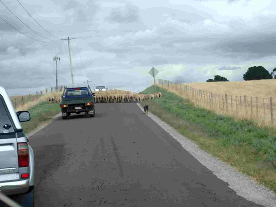 Die Schafe werden heute mit dem Auto von den Cowboys getrieben 