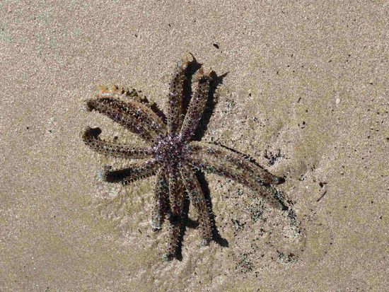 Ein schöner Seestern