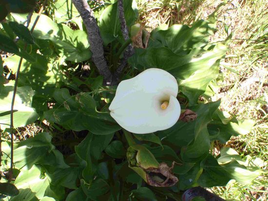 Die Calla blühen hier wild