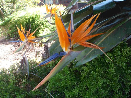 Die Blumen im Garten blühen gerade so schön