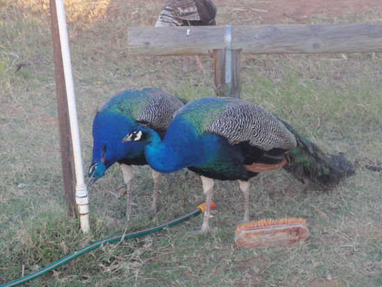 Heißen die etwa auch Gurker?? Ich meine ja nur, da sie auch das gleich Gewand tragen 