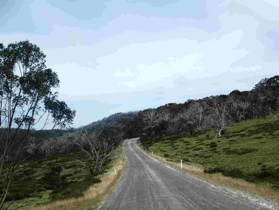 Bitte die Bäume beachten - wurden bei einem Buschfeuer abgebrannt